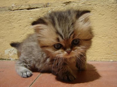 cute-kitten-even.jpg